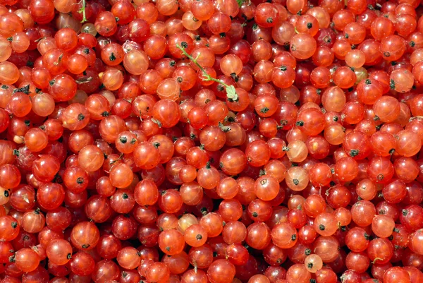 Savoureux groseilles rouges mûres comme arrière-plan de près — Photo