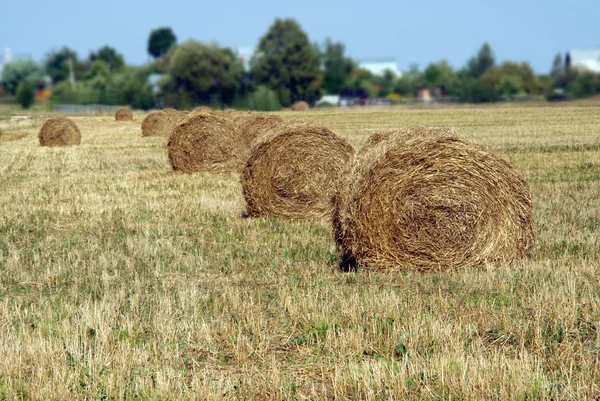 Krajina s mnoha seno rohlíky na obdělávat pole — Stock fotografie