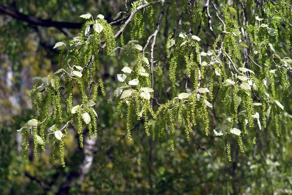 Birch branches blossom in spring