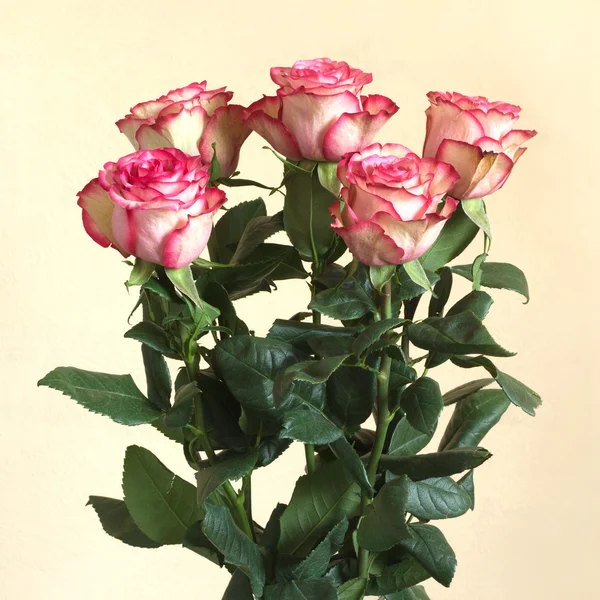 Cinci trandafiri roz frumos peste fundal bej — Fotografie, imagine de stoc