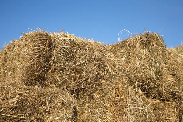 Dry hay against clear cloudless blue sky closeup — Stock Photo, Image