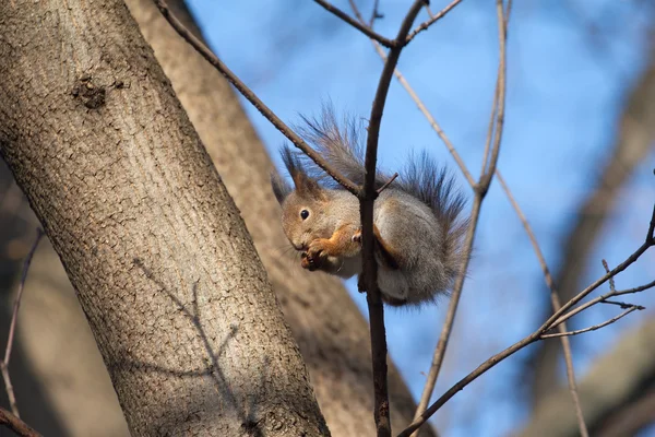 Brown squirrel sits on a tree and eats — Stock Photo, Image