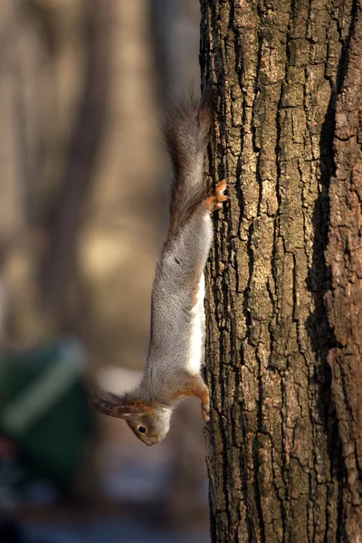 Eichhörnchen läuft auf Baumstamm herunter — Stockfoto