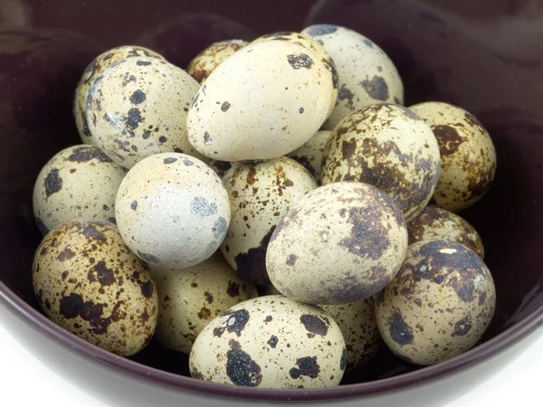Quail eggs in purple bowl closeup — Stock Photo, Image