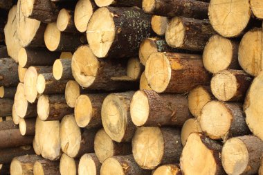 birçok günlükleri yığılmış closeup çam