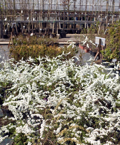 观赏植物中生长的观赏花 — 图库照片