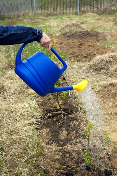 Női kéz vizek a kék műanyag locsolókanna növények a kertben — Stock Fotó