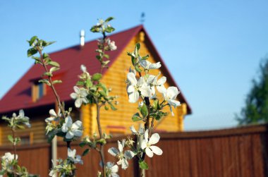 günlük kır evi ile Bahçe çiçek açması elma ağacı