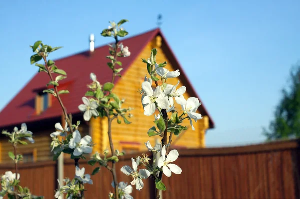 Bloeiende appelboom in een tuin met land blokhuis — Stockfoto