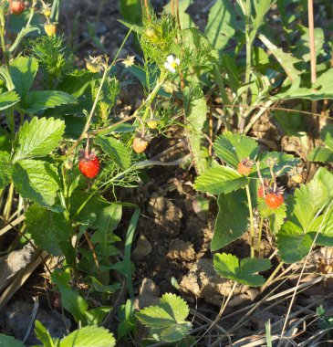 Çok lezzetli ahududu closeup büyür