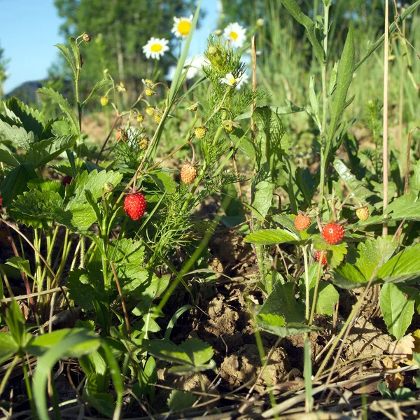 Banyak raspberry lezat tumbuh pandangan dekat — Stok Foto