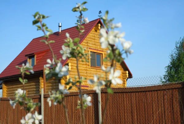 Blossoming apple tree in a garden with log country house — Stock Photo, Image