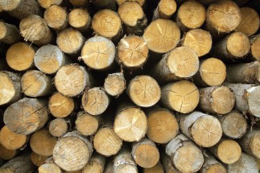 birçok üst üste günlükleri closeup frony görünümü çam