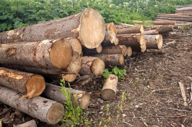 Çam günlükleri yeşil bitkiler çapraz görünümü karşı yığını içinde yığılmış
