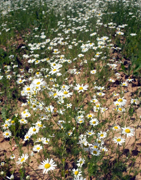 多くのデイジー フィールドの花の縦の写真をクローズ アップ — ストック写真