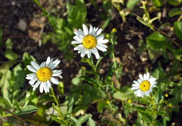 Três flores de margarida de campo cresce, em closeup de verão — Fotografia de Stock