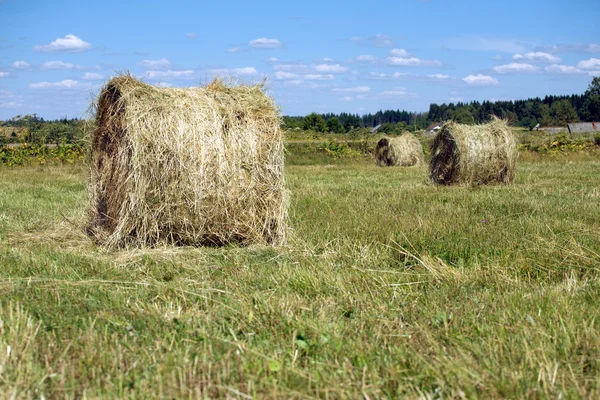 Пейзаж с большим количеством сенных рулонов на полях — стоковое фото