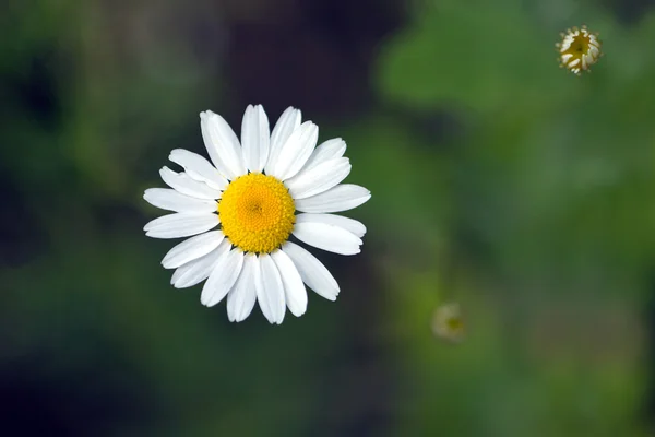 Três flores de margarida de campo cresce, em closeup de verão — Fotografia de Stock