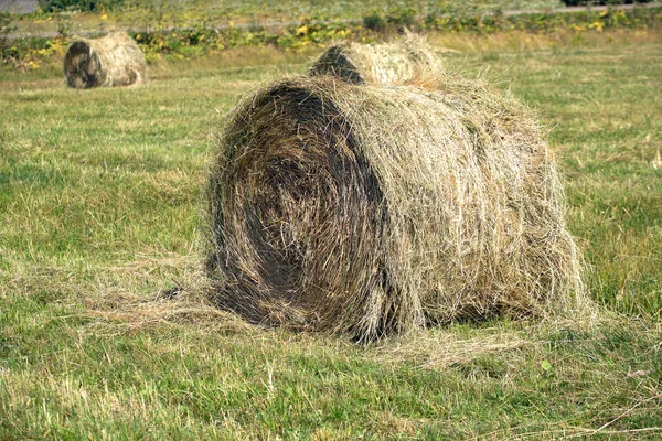 Paisagem com muitos rolos de feno no campo de cultivo — Fotografia de Stock