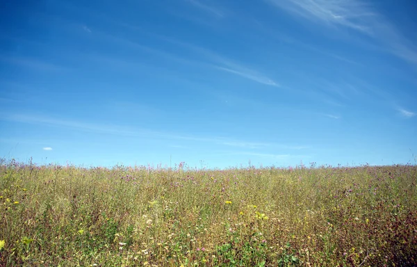 Prado con muchas flores de campo bajo el hermoso cielo azul —  Fotos de Stock