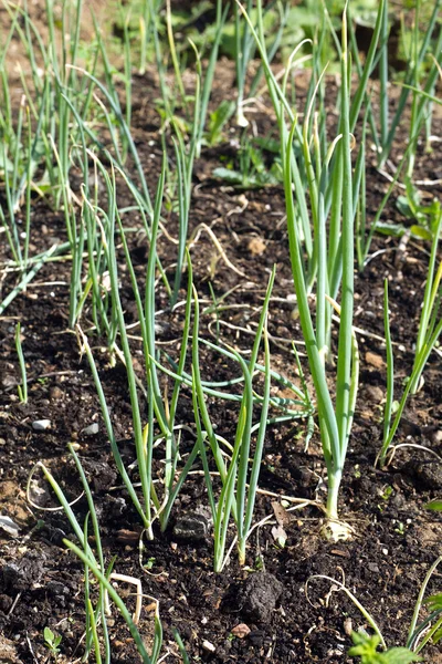 Green onion grows in a garden. Photo close up — Stock Photo, Image