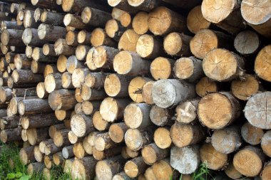 Birçok çam günlükleri yığılmış closeup testereyle