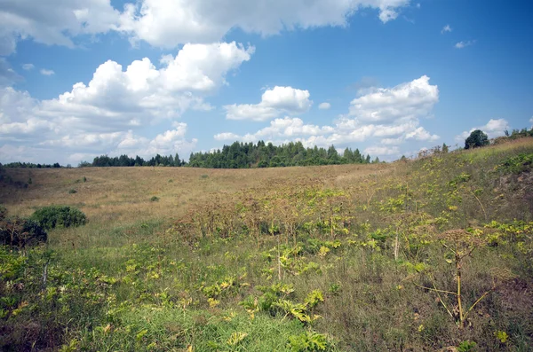 Venkovské letní krajina s pole a Les na panorama — Stock fotografie