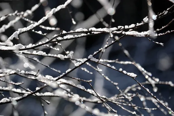 初冬は白雪のきれいな裸木の枝の景色を間近で見ることができます — ストック写真