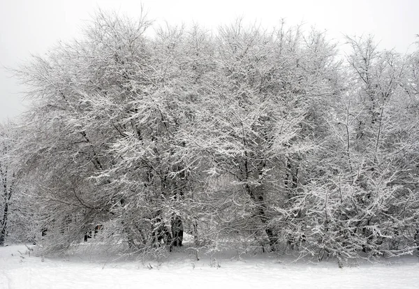 曇り空の冬の日にきれいな白い雪で覆われた木々と森の美しい冬の端 — ストック写真