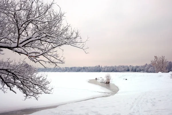 Beautiful Landscape Snowy Trees Edge Frozen River Forest Far Gloomy — Fotografia de Stock