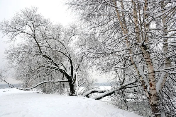 Beautiful Landscape Snowfall Snowy Trees Front Edge Frozen River Forest — Fotografia de Stock