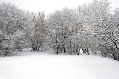 Ağaçlarla kaplı ormanın güzel kış kenarı bulutlu bir kış gününde temiz beyaz karla kaplı.