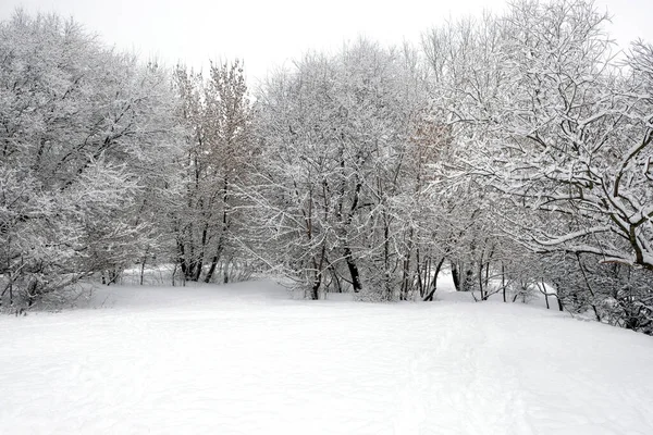 Krásný Zimní Okraj Lesa Stromy Pokryté Čistým Bílým Sněhem Oblačném — Stock fotografie