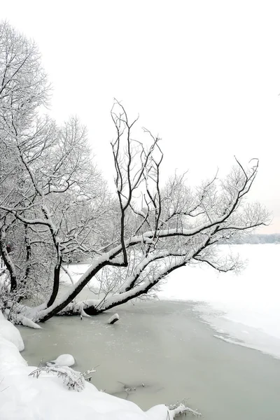 Donmuş Nehrin Kıyısında Karlı Ağaçlarla Kasvetli Bir Günde Ormanla Güzel — Stok fotoğraf