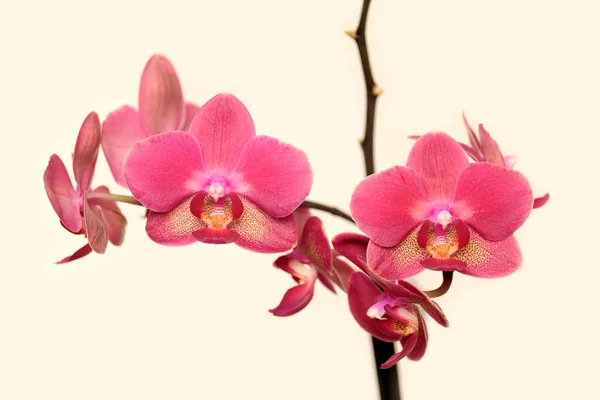 Beautiful Pink Orchid Branch Flowers Beige Background Front View Close — Stock Photo, Image