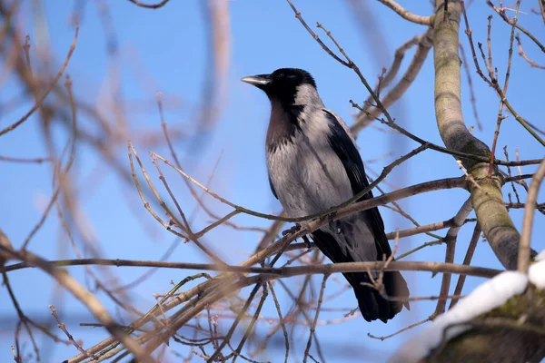 Eine Große Krähe Sitzt Auf Ästen Einem Winterwald Vor Blauem — Stockfoto