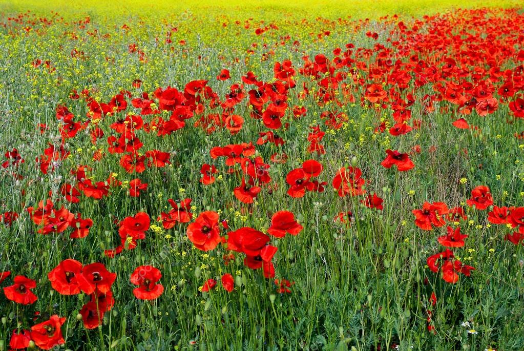 Поле мака стоковое фото ©frogtravel 13757753