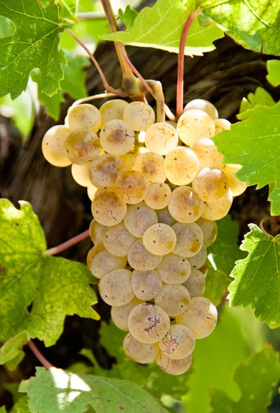 Riesling grapes — Stock Photo, Image