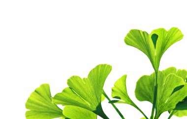 Ginkgo biloba