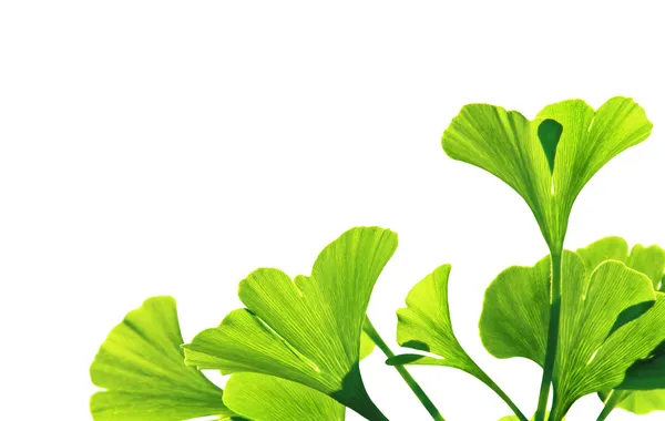 Ginkgo biloba — Foto de Stock