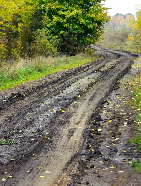 orman toprak ıslak yol
