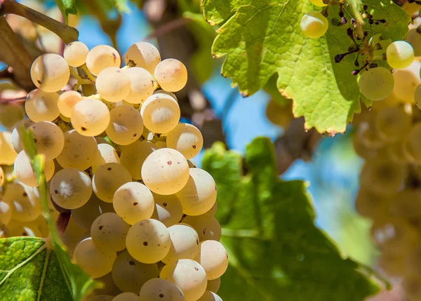 Uvas blancas en el viñedo — Foto de Stock