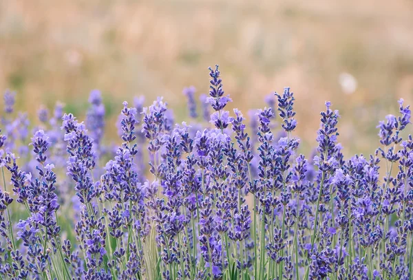 Campo de lavanda — Fotografia de Stock