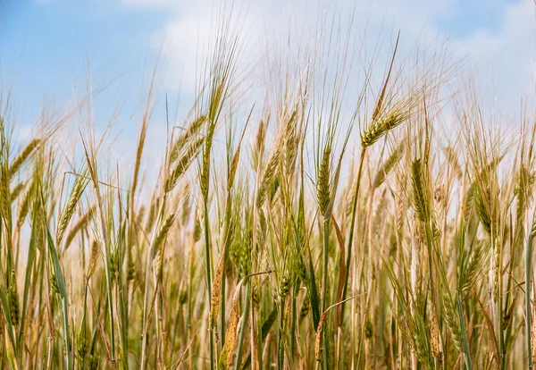 Wheat field - agricultural landscape — Stock Photo, Image