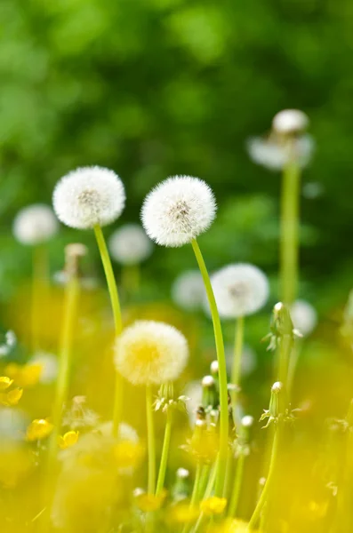 Dientes de león, flores de verano — Foto de Stock