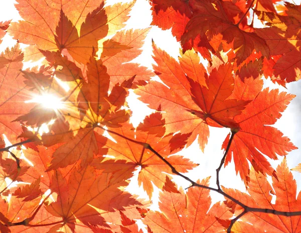 Φθινόπωρο, φύλλα σφενδάμου — Φωτογραφία Αρχείου