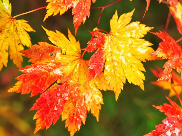 Herbstliche Ahornblätter im unscharfen Hintergrund — Stockfoto