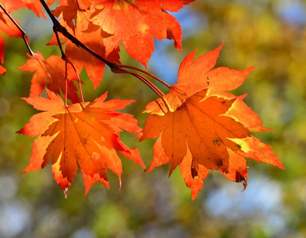 Red maple leaves, golden autumn — Stock Photo, Image