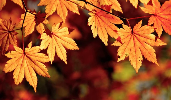 Autumnal maple leaves, fall scene — Stock Photo, Image