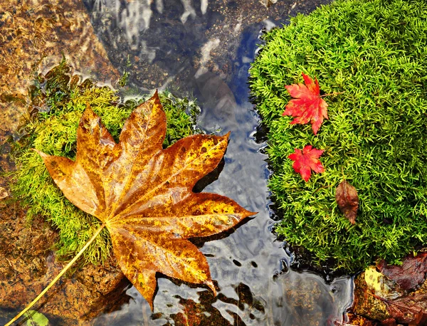 Herbst, rote und gelbe Blätter auf Moos-Kronen, wilder Fluss — Stockfoto